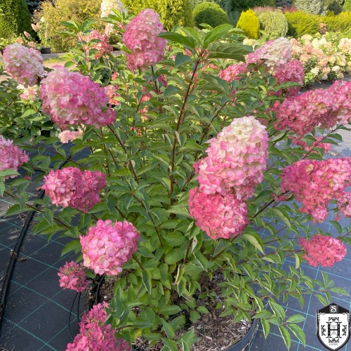 Hydrangea paniculata 'Fraise Melba' - Aedhortensia 'Fraise Melba' C2/2L